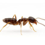 icon-img