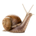 icon-img