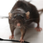icon-img
